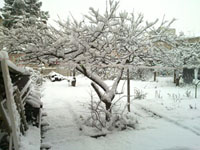 strom plnej sněhu